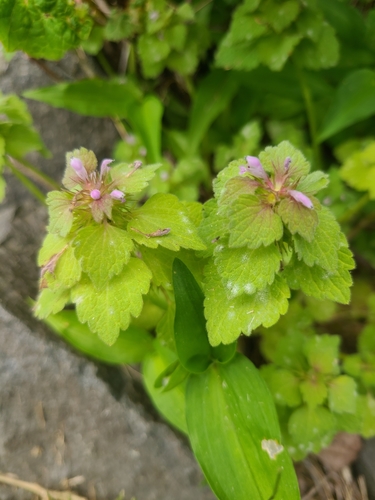 photo of Red Deadnettle (Lamium purpureum)