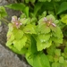 photo of Red Deadnettle (Lamium purpureum)