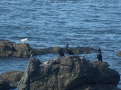 Nannopterum brasilianum