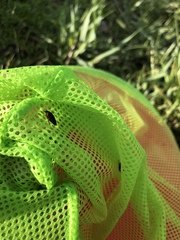 Coptotomus longulus