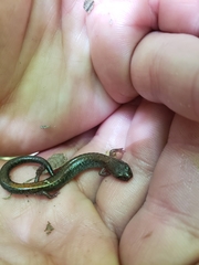 Plethodon cinereus