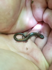Plethodon cinereus