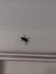 Scotophaeus blackwalli