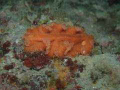 Yungia aurantiaca