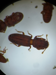 Langelandia