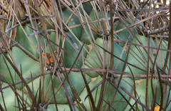 Coryphantha poselgeriana