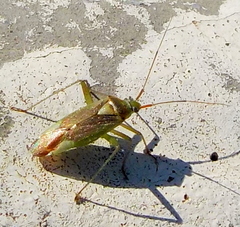Closterotomus trivialis