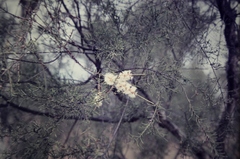 Melaleuca tamariscina