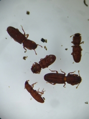 Langelandia