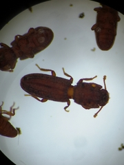 Langelandia
