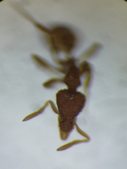 Strumigenys baudueri