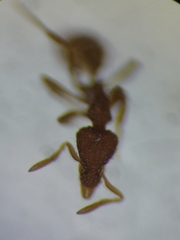 Strumigenys baudueri