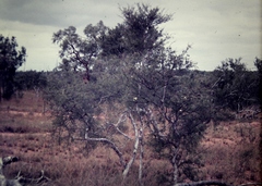 Melaleuca tamariscina