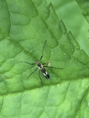 Chasmatonotus maculipennis