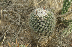 Coryphantha clavata clavata