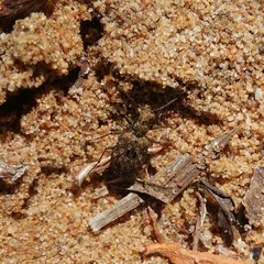 Elaphrus riparius