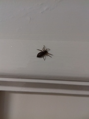 Scotophaeus blackwalli