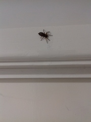 Scotophaeus blackwalli