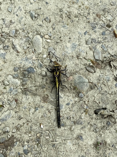 Beaverpond Clubtail photo 3