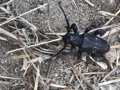 Acanthoderes funeraria