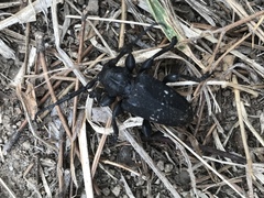 Acanthoderes funeraria