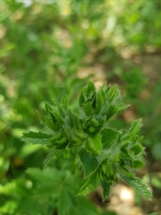 Potentilla adscharica