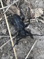 Acanthoderes funeraria