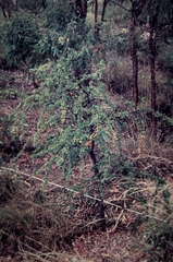 Petalostigma banksii