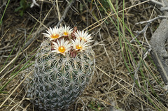 Coryphantha potosiana