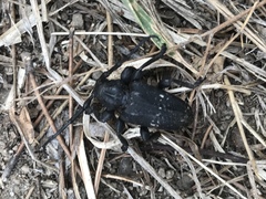 Acanthoderes funeraria