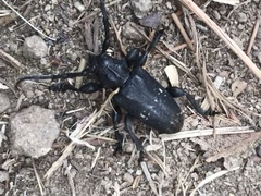 Acanthoderes funeraria