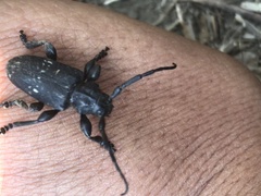 Acanthoderes funeraria