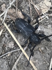 Acanthoderes funeraria