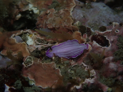 Prostheceraeus roseus