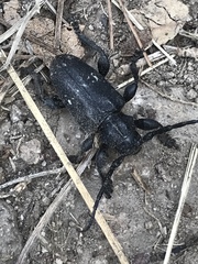 Acanthoderes funeraria