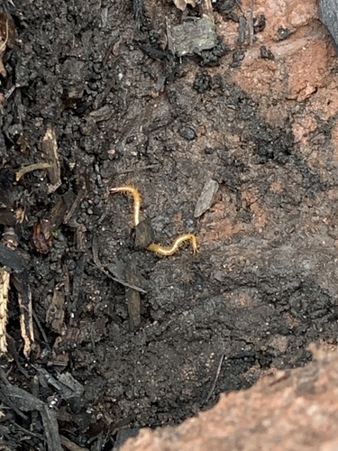 photo of Soil Centipedes (Geophilomorpha)