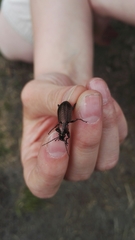 Carabus arvensis