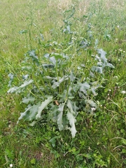 Rumex crispus