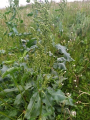 Rumex crispus