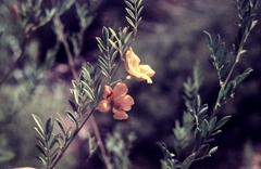 Petalostylis labicheoides