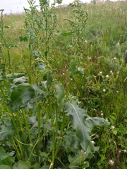 Rumex crispus