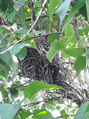 Turdus migratorius