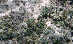 Canthigaster solandri