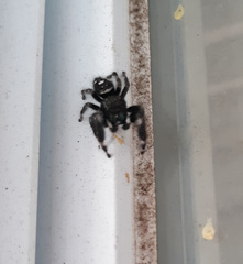 Phidippus audax
