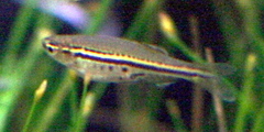 Dwarf Spotted Danio photo 3