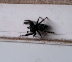 Phidippus audax