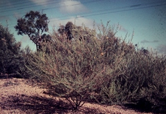 Petalostylis labicheoides