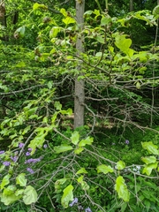 Quercus × leana