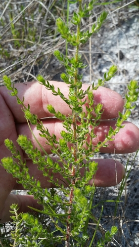 Image of Lechea divaricata by (c) Jay Horn, some rights reserved (CC BY)