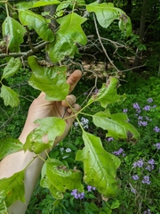 Quercus × leana